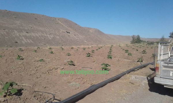 Paulownia hybrid Iran زراعت چوب پالونیا قیمت انواع نهال پالونیا عمده فروشی نهال گلدانی پالونیا مشاوره پالونیا کشاورزی نوین باغبانی جنگلداری پالونیا هیبرید طب جو نهال پائولونیا هیبریدی انواع نهال پالونیا درخت پالونیا هیبرید پالونیا کرمان پالونیا رفسنجان نهال پالونیا هیبرید پالونیا شیراز پالونیا هیبریدی